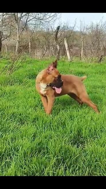 it qovan cihaz: Bokser — 9