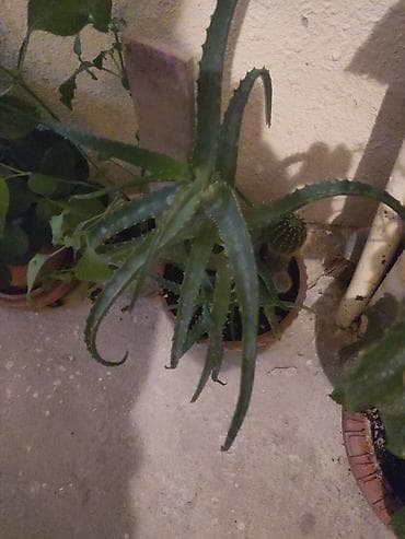 Aloe (Aloe vera) saksı bitkisi - Növ: Aloe – ətli, dişcikli kənarlı