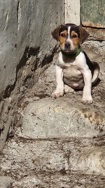 ucuz itleri: Erkek — 1