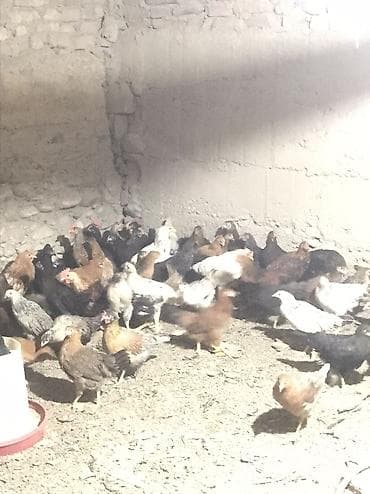 toy pudel: Toyuq, Ətlik, Ödənişli çatdırılma, Rayonlara çatdırılma — 1