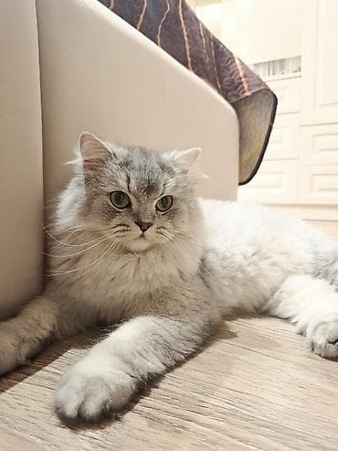 шиншилла кошка: Шиншилла, Самец, В добрые руки — 1