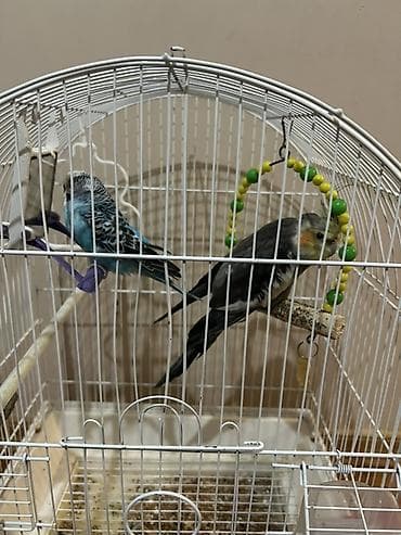 papuqay quşu: Korella bide dalgali tutuqusu satilir 1 qefes 2 qus icinde ferqli — 1