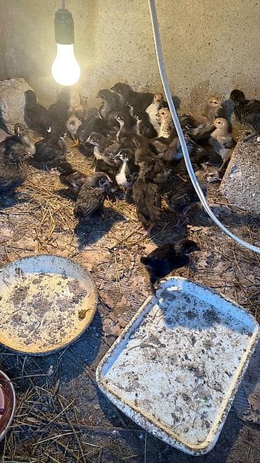 Toyuq cücələri, Damazlıq