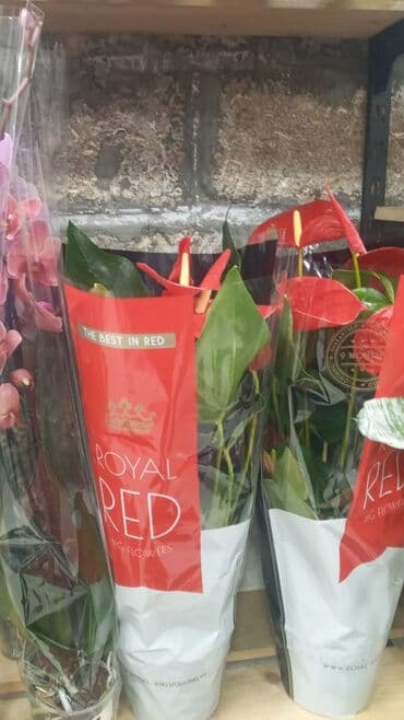 Gübrələr: Gül satsi Vathcapa yazın isdediyniz gülü ünvanda catraq Otaq gülleri — 10