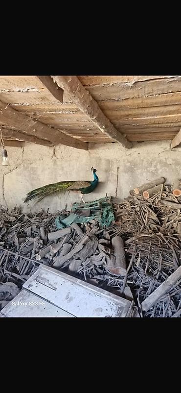 Qeyd: Cütü 350 azn Məhsul: Tavus quşları (erkək və dişi fərdlər)