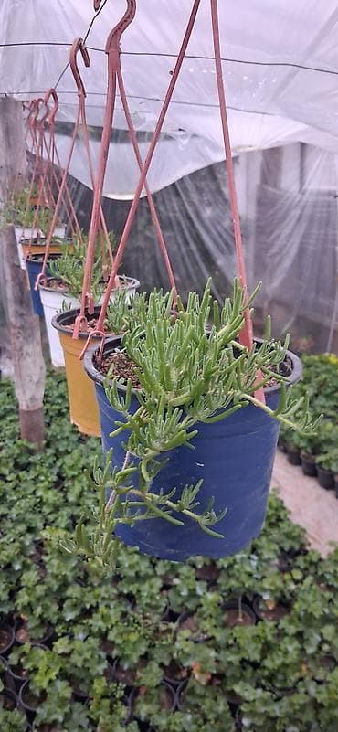 otax qapları: Asıl asılan saksıda ətli bitki – Succulent (Delosperma/“Ice plant” — 2