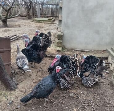 Gəmiricilər: Məhsul: Hinduşka sürüsü Təsvir: - Şəkillərdə iri cüssəli, rəngbərəng — 1