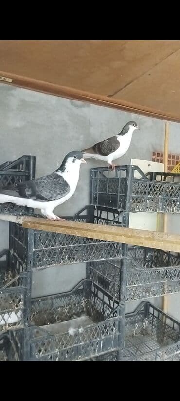 купить хомяка в баку: Delfin saglam heyvanlardi xoruzu iri olan sortdandi cütü 40 manat — 6