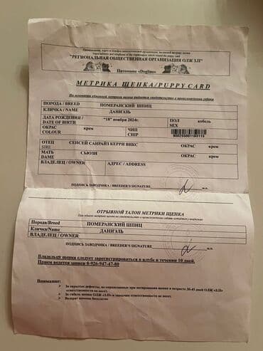 отдам в добрые руки шпица: Təmiz cins Pomeranian Spitz balası. Doğum tarixi: 12.11.2024. Çipli — 5