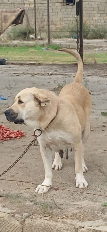 İtlər: Qurdbasar, 3 il, Dişi, Peyvəndli, Ödənişli çatdırılma — 4