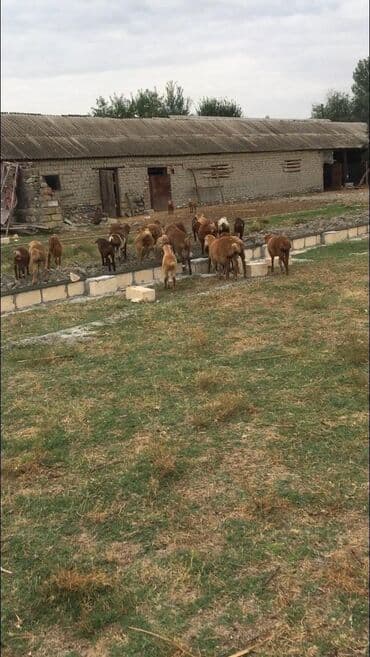 binəqədi torpaq satışı: 33 sot, Kupça (Çıxarış) — 3