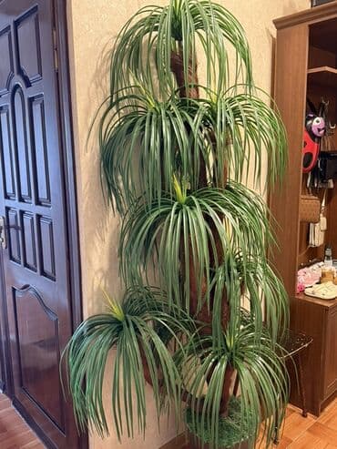 Böyük ölçülü dekorativ süni bitki - Növ: Uzun lentvari yarpaqları