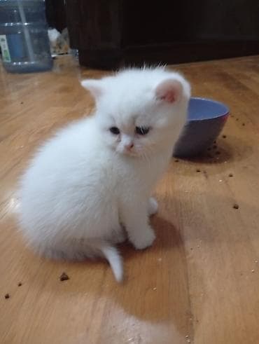 pişiy: Britan yastı qulaq, Erkək, Dişi, Yaxşı əllərə — 5