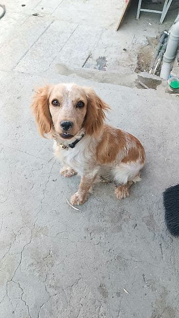 koker spanel: Koker spaniyel, 9 ay — 1