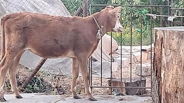 kanada sortu hinduşka: Danışarıq dana satılır — 6