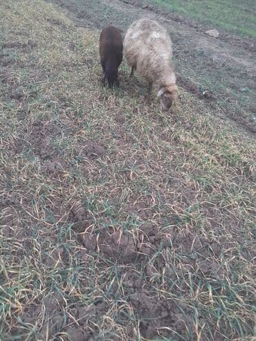 K/t heyvanları üçün mallar: 5 ci qardı dişdəri əladı balsı erkəydi ciddi şəxslər zəngin vursun — 4