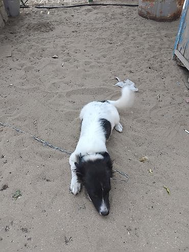 xasqi itləri: Zvonok, 6 ay, Dişi, Ünvandan götürmə — 2