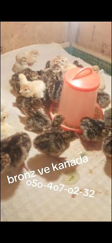 kend toyuqlari satisi: Hinduwka balalari Amerikan bronz ve ag kanada be austrolop cinsi — 2