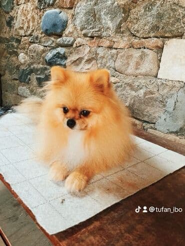 дрессировка собак баку: Şpitz — 3