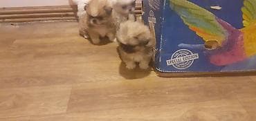 Heyvanlar üçün mallar: Pekines, 1 ay, Peyvəndli — 4