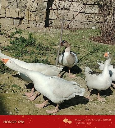 Keçilər, çəpişlər: 5 ədəd qaz satılır təcili Təsvir: - Şəkillərdə 5-6 baş qaz görünür. - — 6