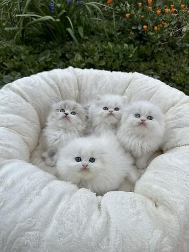 pışık: Şinşilla — 7