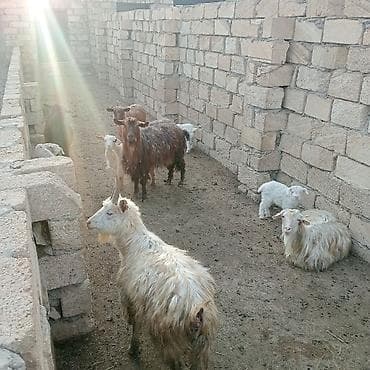 Inəklər, öküzlər: Qoyun-keçi təsərrüfatı üçün müxtəlif cinsli və rəngli keçilər sürüsü — 2