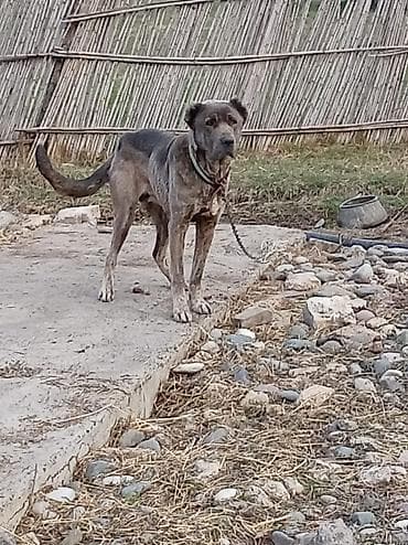 3 ay, Peyvəndli, Ödənişli çatdırılma