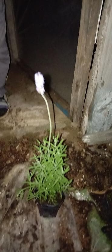 təbii alma sirkəsi qiyməti: Dipçəkdə əkilən Rozmarin, LAVANDA, Ramaşka, Papatya, Ətirşah sə. S — 3