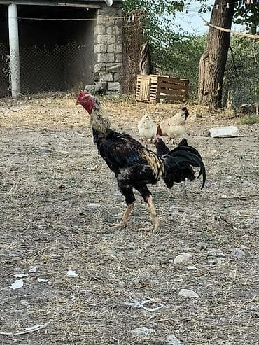 golden retriver it: Heyreti xoruz bir yaş 3 ayliqdir temiz qan heyvandir cadirilma — 7