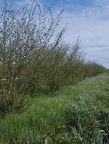 corat heyet evleri: Kənd təsərrüfatı — 2
