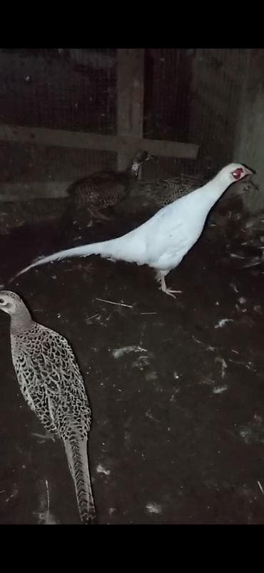 can eti: SATILIR AĞ QIRQOVUL XORUZ — 1