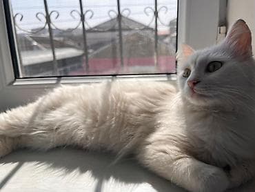 bala pisik adlari: Tabbi, Yaxşı əllərə — 1