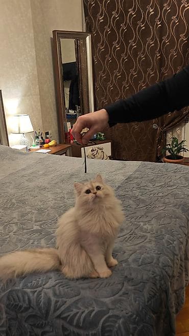 Собаки: Шиншилла — 4