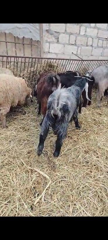 keci satilir: Erkək, Hələb, il: 1, Damazlıq, Ödənişli çatdırılma — 2