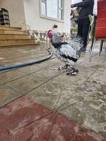 Çaydanlar: Toyuq, Brama, Damazlıq — 9