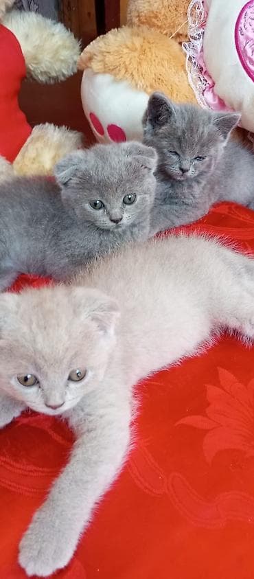 shih tzu stenci: Şotland — 3