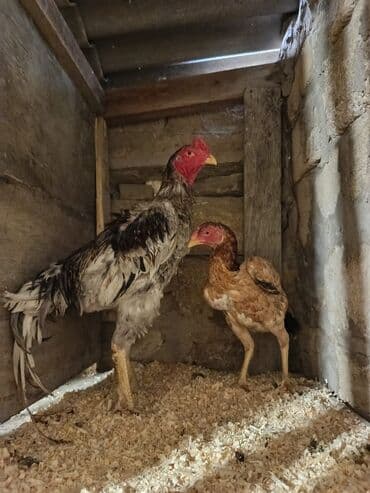 pulsuz verilir: Xoruz, il: 1 — 5