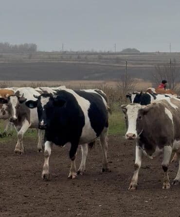 inek satislari: 1 hefteye Rusiyadan satiwa gozel sağlam, sudluk, teze dogmuw,bogaz — 4