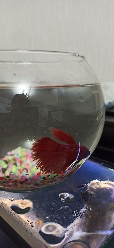 diri balıq: Betta (Petuşok balığı), Ünvandan götürmə — 5