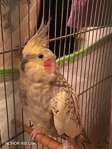 korella tutuqusu haqqında: Nimfa (cockatiel) papuqayları – iki fərqli rəngdə. 1 ədədi 30 AZN. - — 2