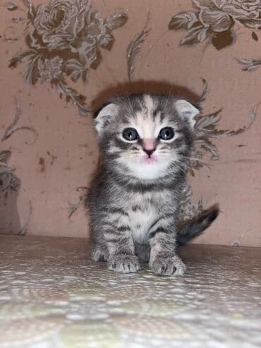 золотая шиншилла котенок: Şotland yastı qulaq, Ünvandan götürmə, Ödənişli çatdırılma — 4