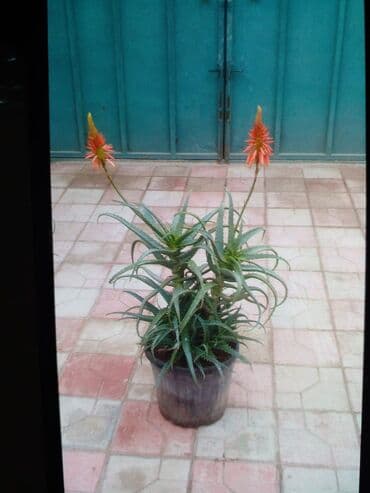 Saksıda aloe bitkisi – dekorativ və asan qulluqlu - Növ: Aloe
