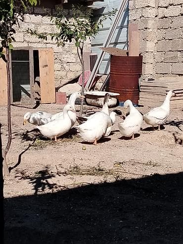 piwik satiwi: Ördək — 1