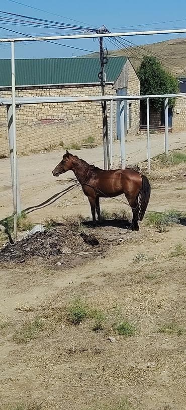 at satışları: Quzu kimi atdı balığ kimidi surşun bilmirem ama geden atdı — 1