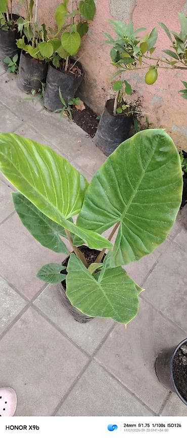 Filodendron selloum (Philodendron bipinnatifidum) fidanları – — 1
