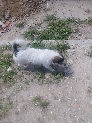 itlerin davasi: Pudel, 1 il, Erkek, Cütləşmə üçün, Ödənişli çatdırılma — 6