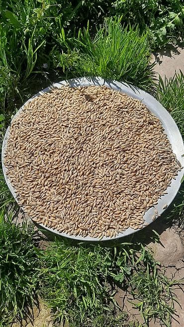moyka ikinci el: Məhsul: Buğda,arpa dənləri (toxum və ərzaq üçün uyğundur) Çəki: 5 ton — 2