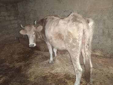 Qısırdı 2 aya yaxındı yemdədi 160- 170-kq çəkisi var lalafo.az -da Qısırdı 2 aya yaxındı yemdədi 160- 170-kq çəkisi var