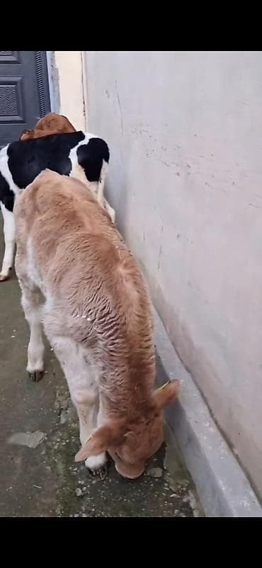 Кошки: Satılır: quzadan kəsilmiş bir neçə dana (südlük-döşəməli buzovlar) — 7